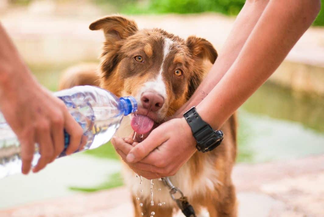 Eating foods like watermelon and being sure to carry items like ice packs in the summer can help lower your body temperature and stay hydrated